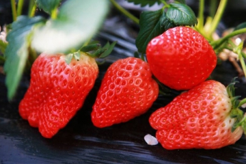 要想草莓著色好，肥料應該如何來使用！